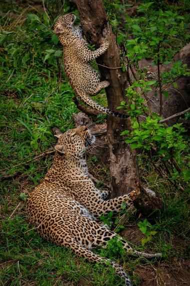 048 Masai Mara, luipaarden.jpg